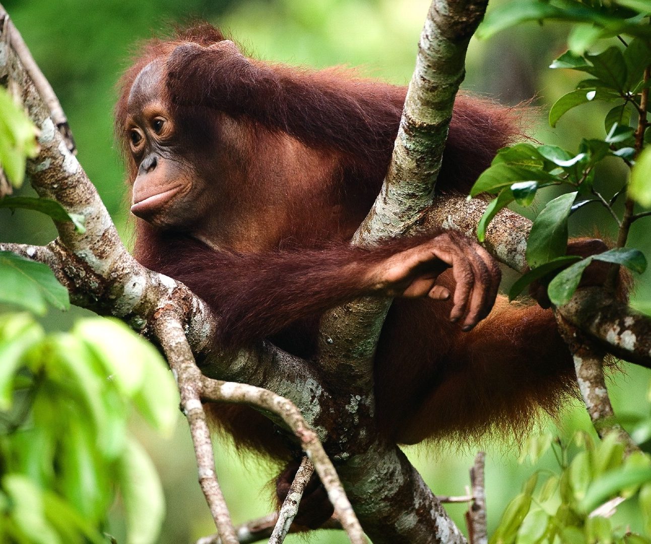 A wild orangutan resting in the treetops