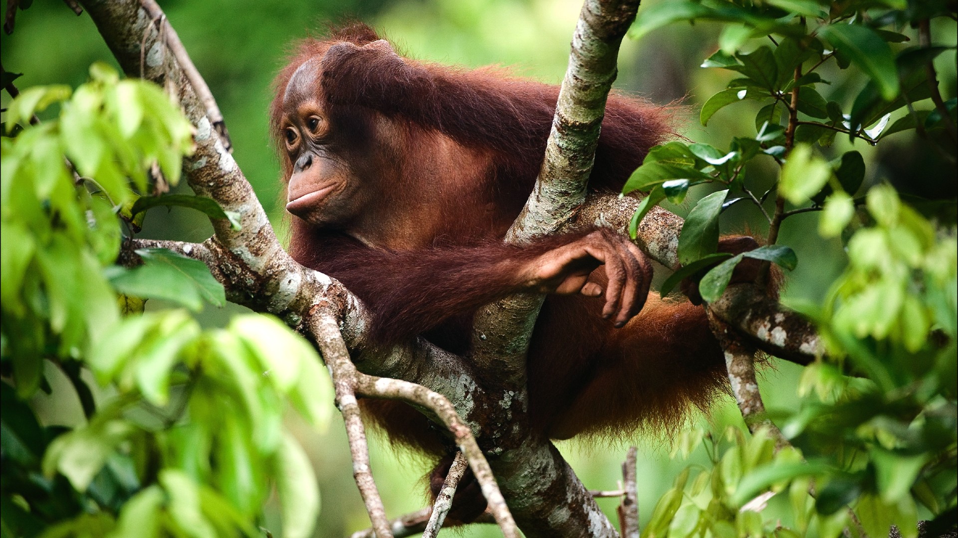 A wild orangutan resting in the treetops