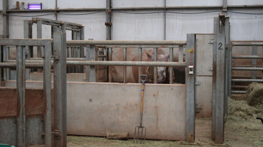 A rhino stands behind the metal bars of a tiny indoor enclosure at South Lakes Safari Zoo