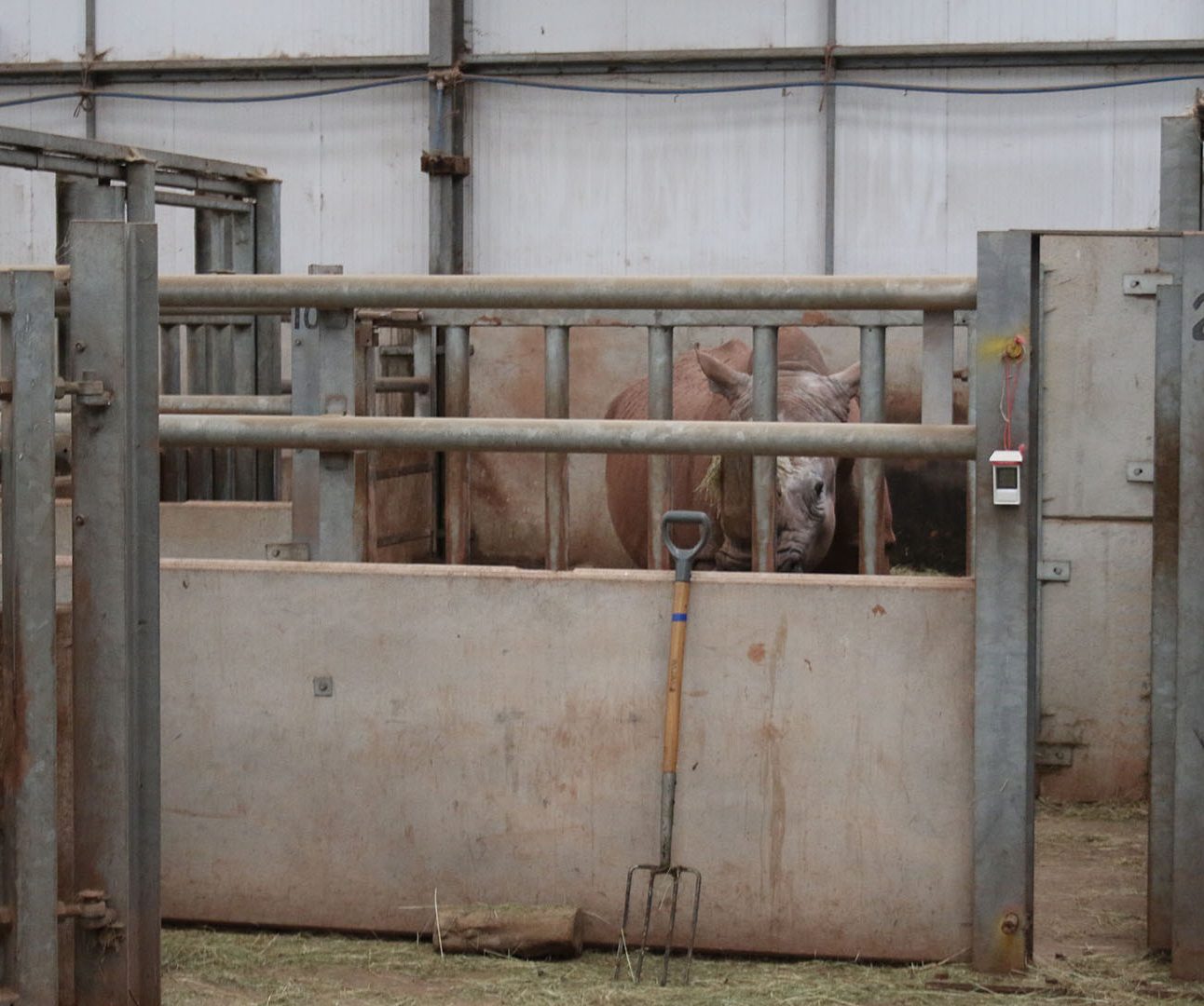 A rhino stands behind the metal bars of a tiny indoor enclosure at South Lakes Safari Zoo