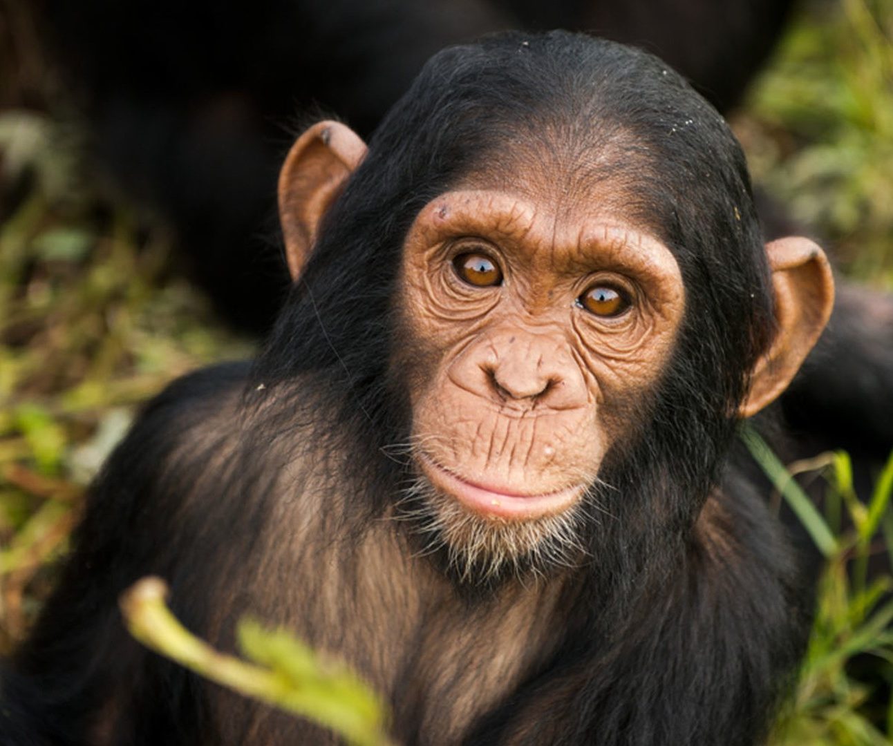 A young chimpanzee smiling at the camera