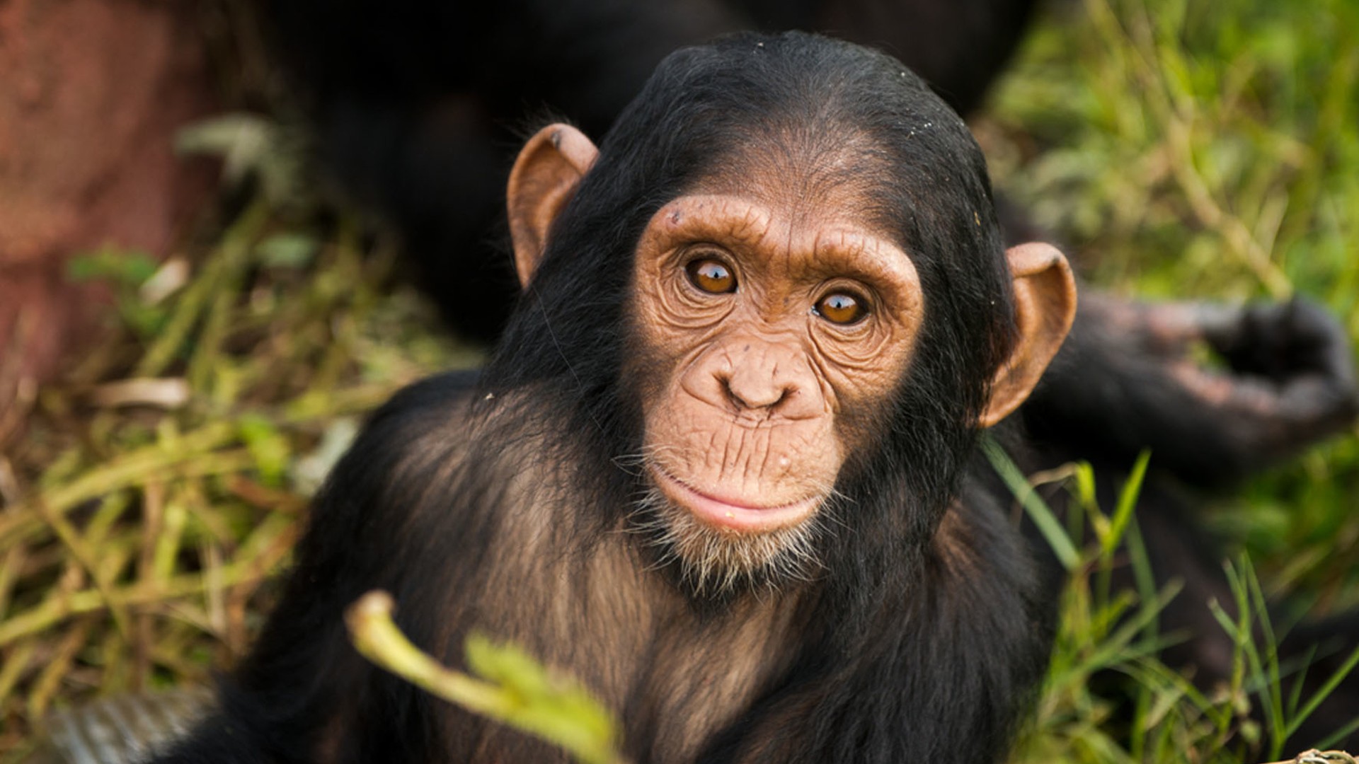 A young chimpanzee smiling at the camera