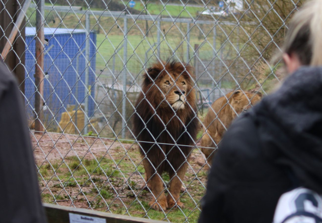 A male lion stands behind the wire fence of an enclosure at South Lakes Safari Zoo