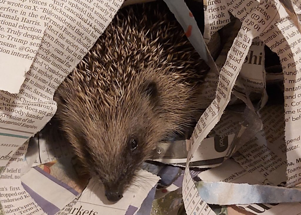 A tiny hedgehog pokes its head out of a pile of newspaper