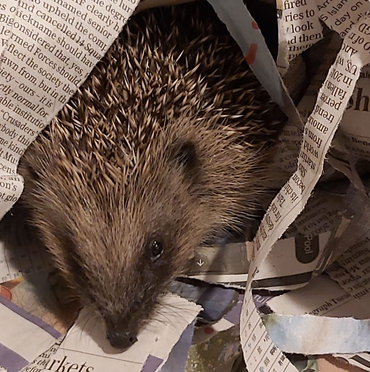 A tiny hedgehog pokes its head out of a pile of newspaper