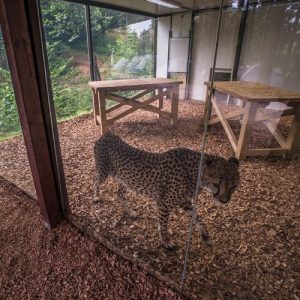 A captive cheetah in a glass-fronted zoo enclosure