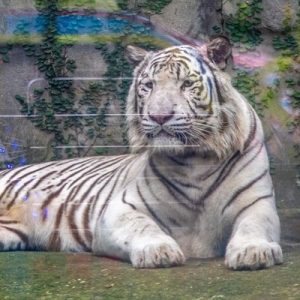 A white tiger lying down on artificial grass in a zoo enclosure