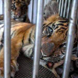 Tiger cubs lying down behind the bars of a cage