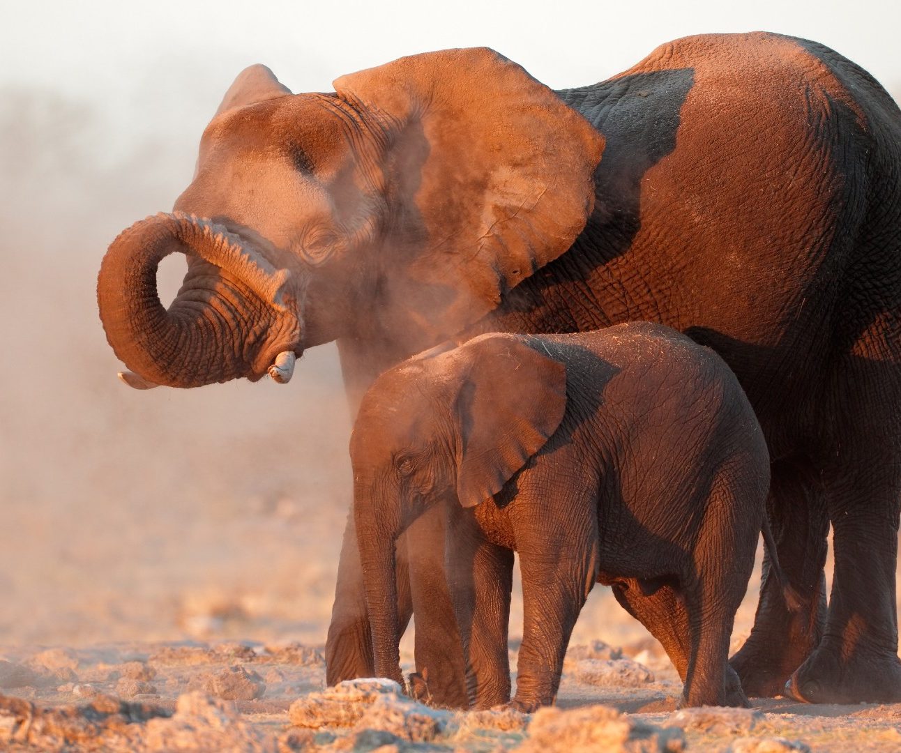 An adult elephant standing with two young elephants on a dusty plain.