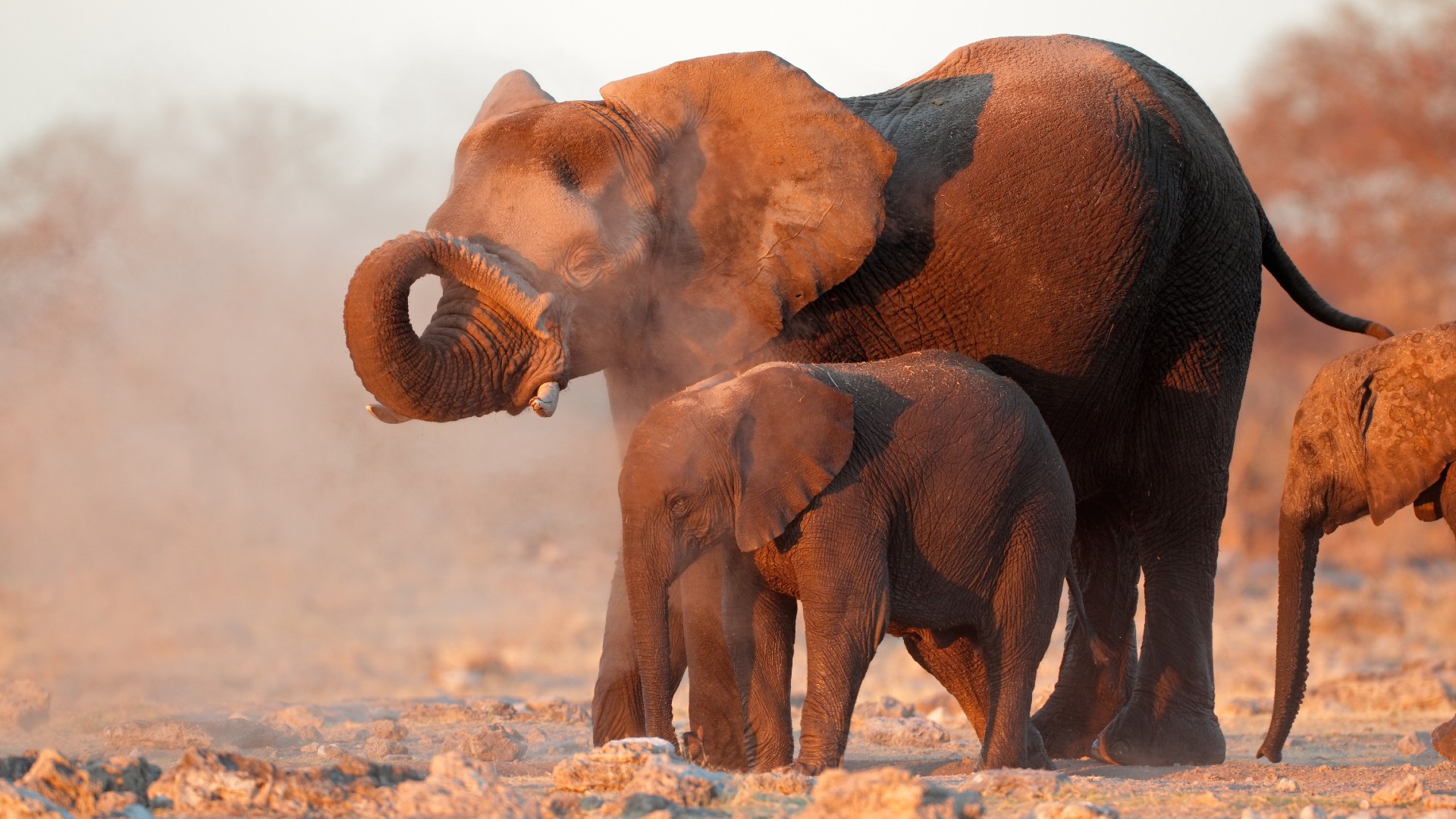 An adult elephant standing with two young elephants on a dusty plain.