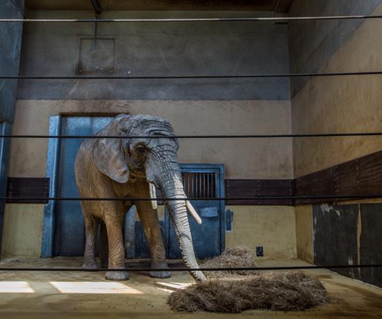 A lone elephant standing inside a barren indoor zoo enclosure with a few piles of hay on the floor