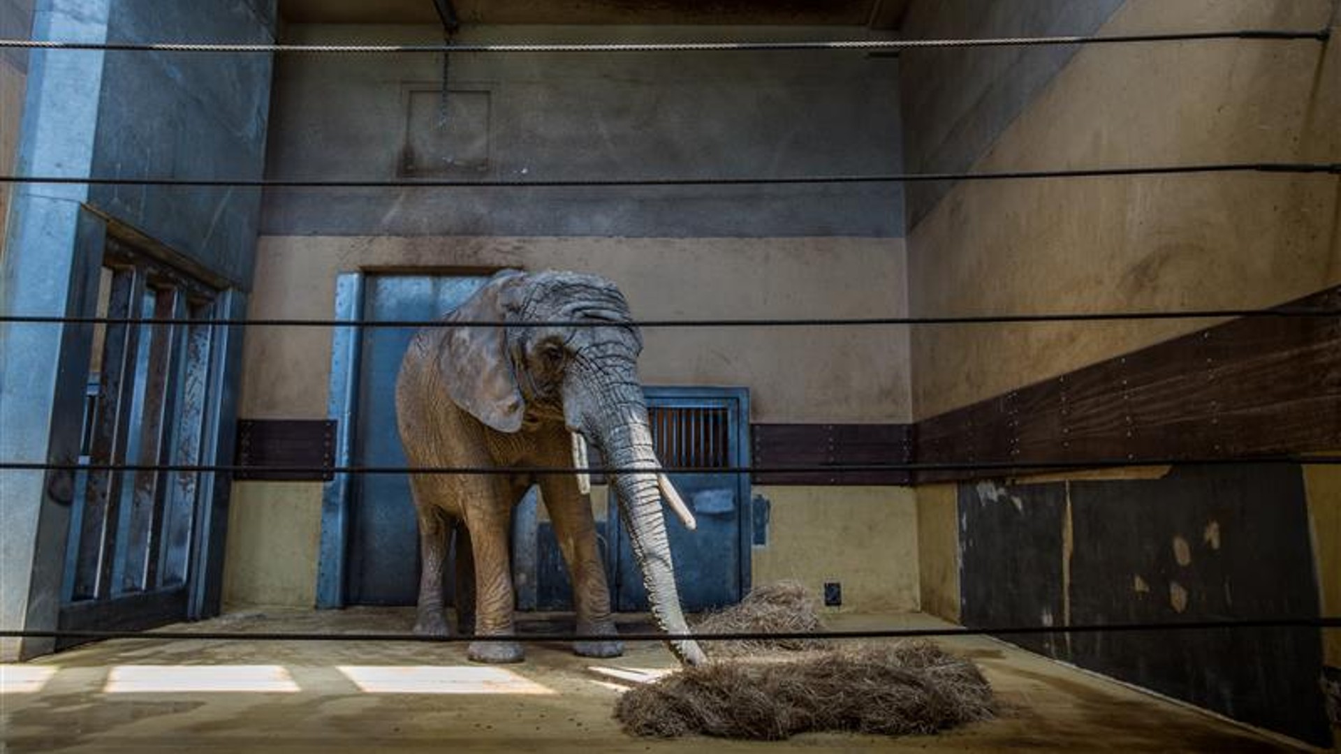 A lone elephant standing inside a barren indoor zoo enclosure with a few piles of hay on the floor