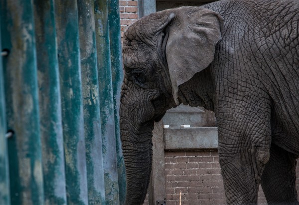 A captive elephant leaning its head against the bars of its enclosure at a zoo