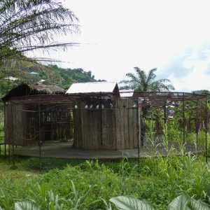 African grey parrots flying in an aviary