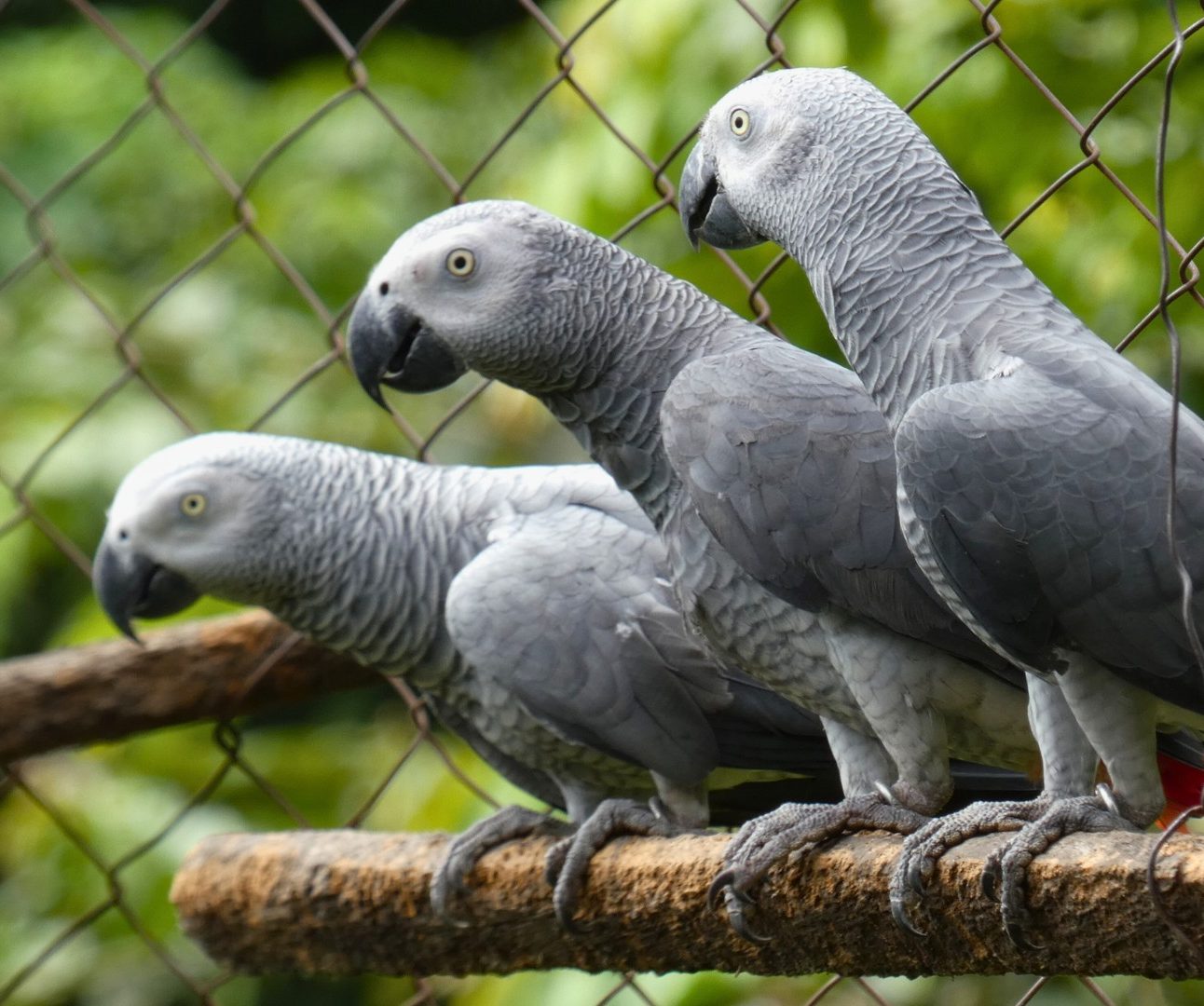 Three African Grey parrots sitting on a perch inside an aviary