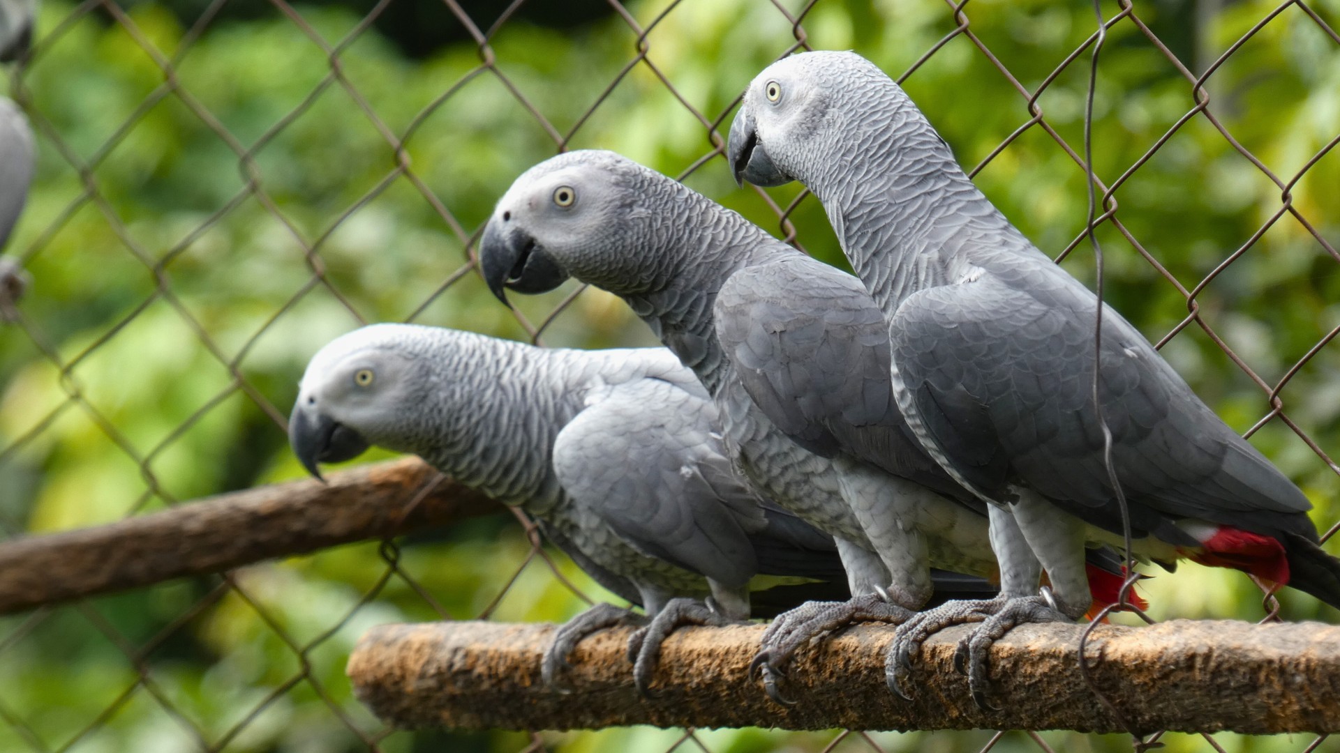 Three African Grey parrots sitting on a perch inside an aviary