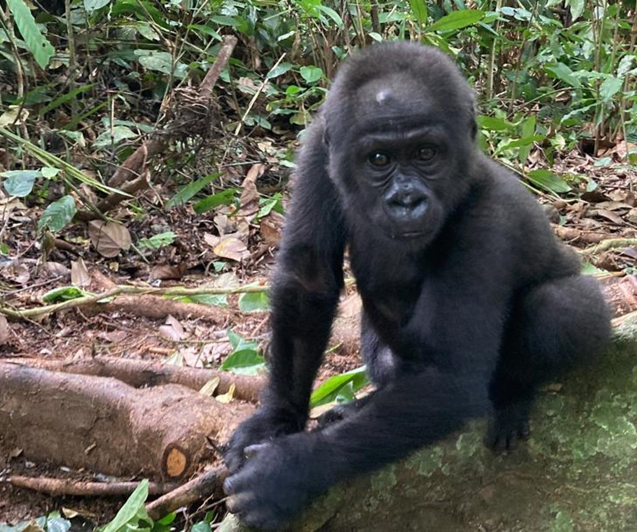 A photo of a young gorilla in the forest, climbing over logs and branches on the forest floor.