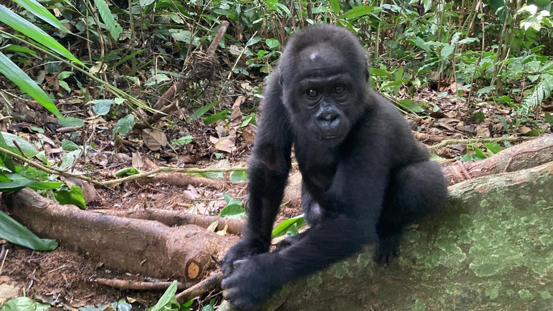 A photo of a young gorilla in the forest, climbing over logs and branches on the forest floor.