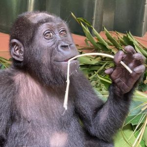 A young gorilla eating leaves delicately with her hands, looking directly at the camera.