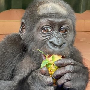 A young gorilla eating pineapple delicately with her hands, looking directly at the camera.