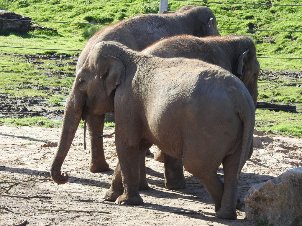 A group of three elephants in a captive enclosure at Blackpool Zoo