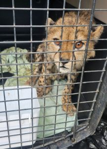 A little cheetah cub sitting inside travel crate