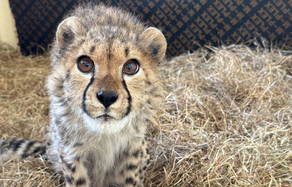 A young cheetah cub standing on a bed of straw, looking up at the camera.