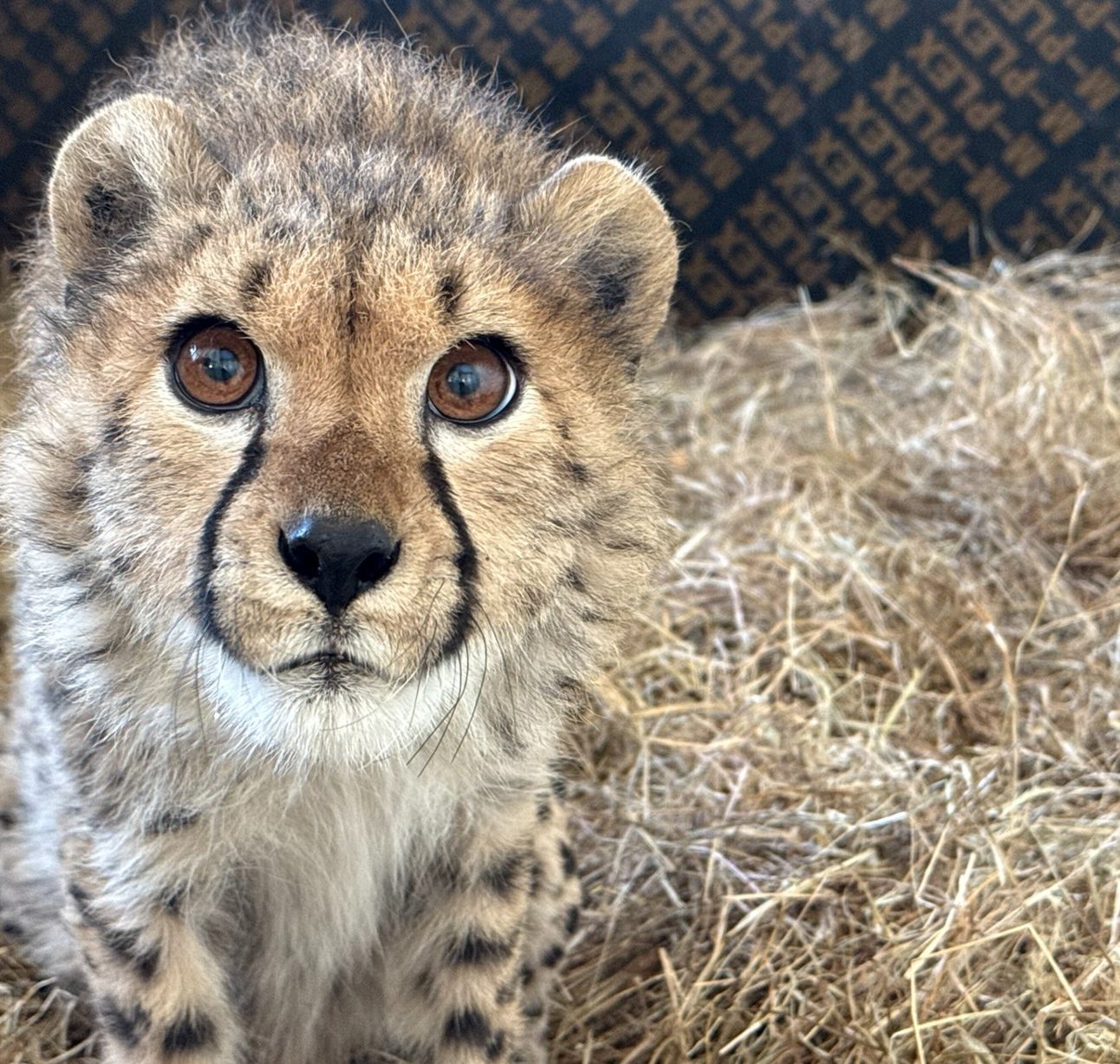 A young cheetah cub standing on a bed of straw, looking up at the camera.