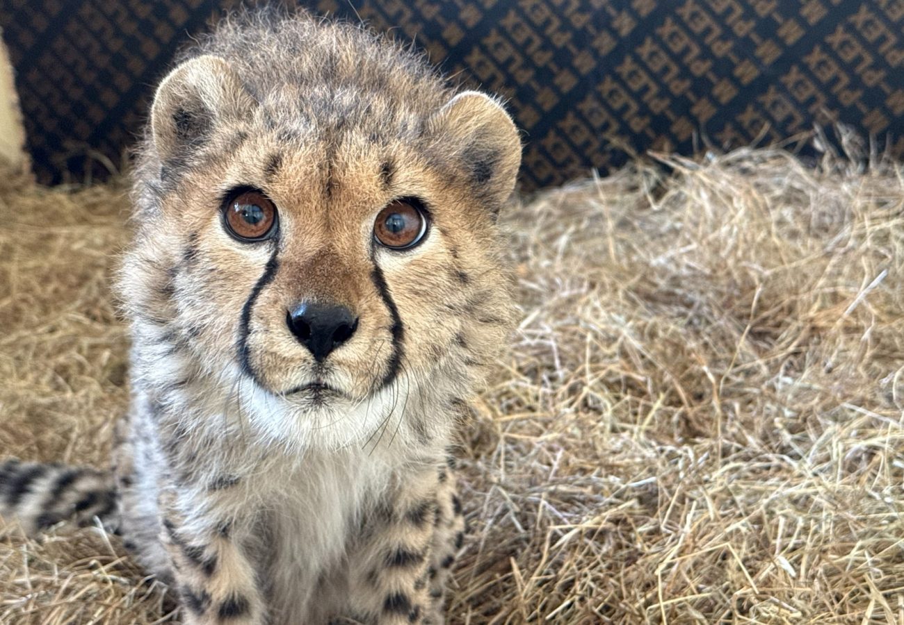 A young cheetah cub standing on a bed of straw, looking up at the camera.