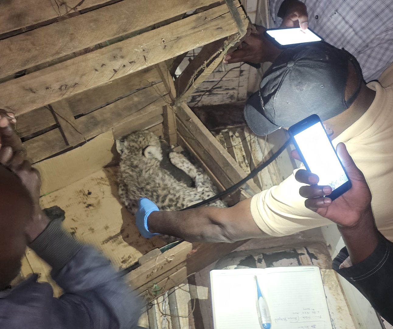 A tiny cheetah cub in a wooden crate is being checked over by a man in a Born Free T-shirt