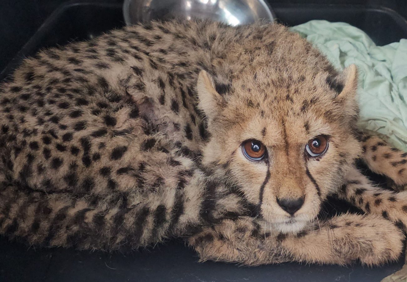 A tiny cheetah cub is curled on on the floor