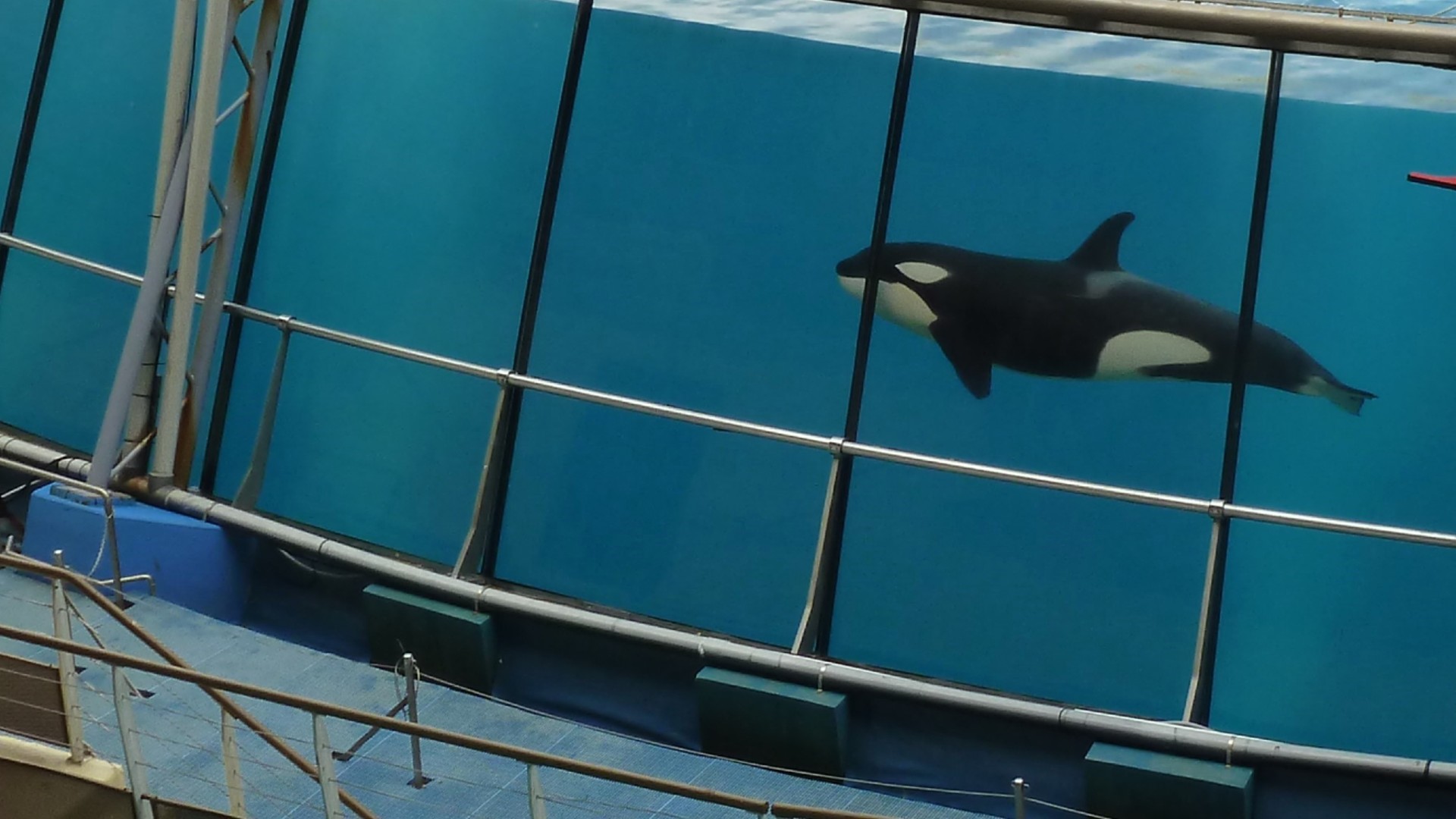 A captive orca swimming alone in a glass tank.