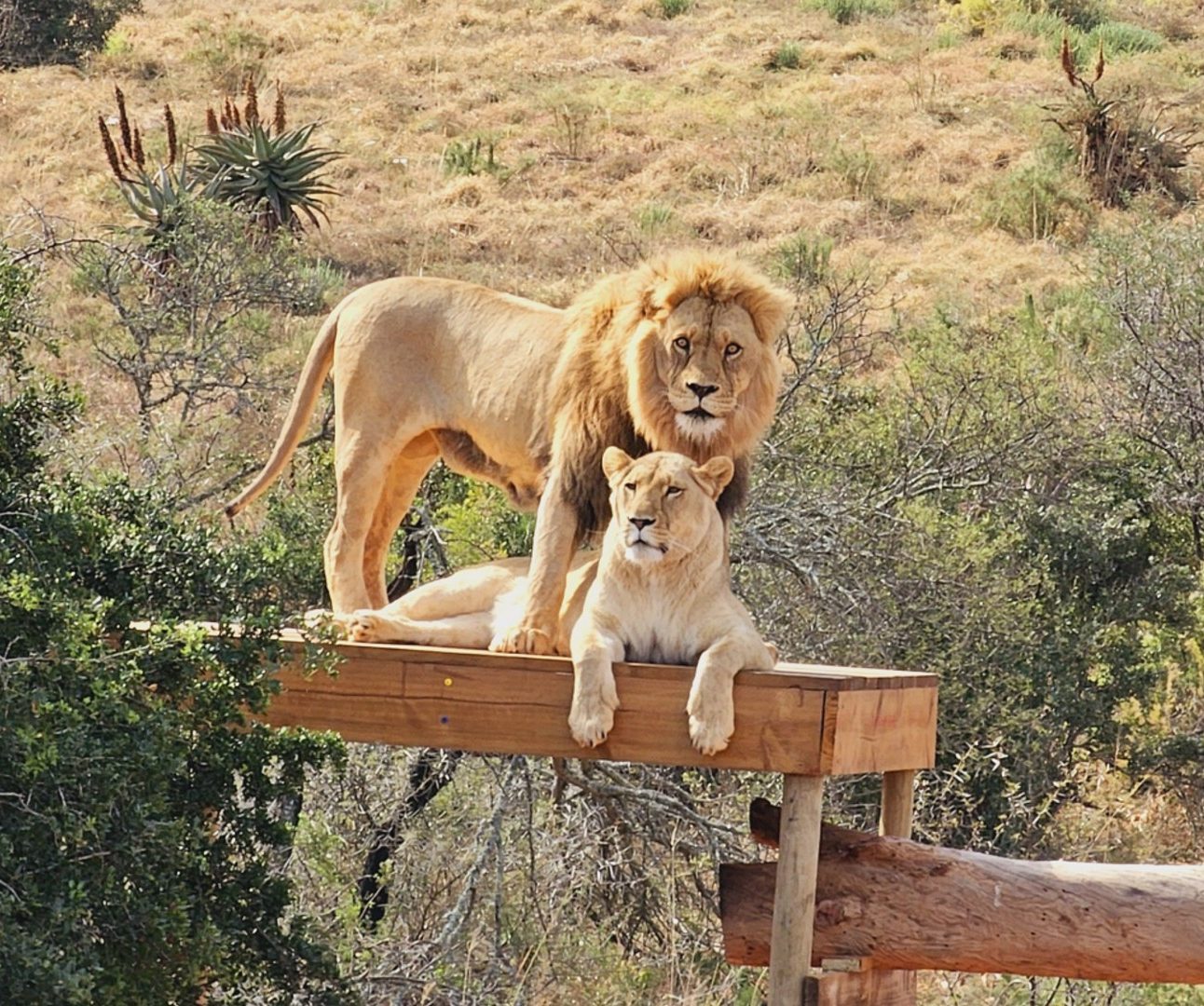 A lion standing over a lioness who is lying down. They are both on a wooden platform surrounded by the African wild landscape