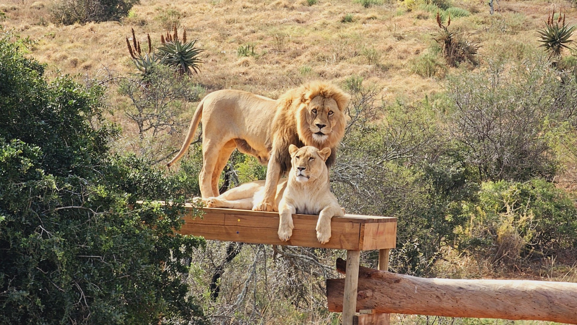 A lion standing over a lioness who is lying down. They are both on a wooden platform surrounded by the African wild landscape