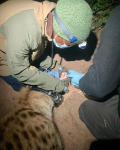 A hyena is lying on the ground while a vet is leaning over and opening its mouth to check its teeth