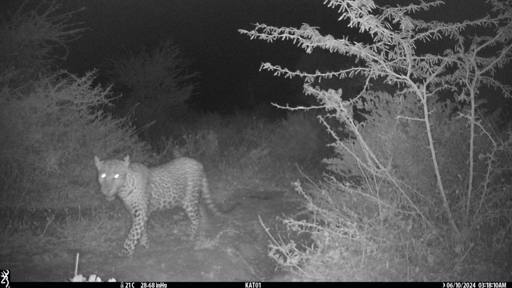 A black and white image of a leopard walking through the bush, taken using a camera trap