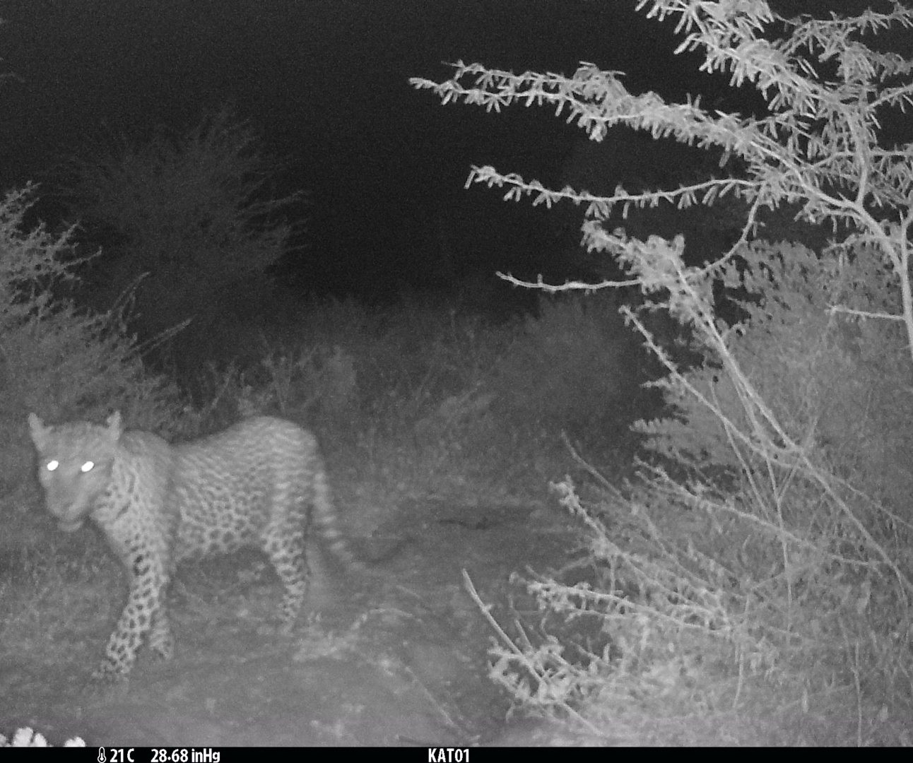 A black and white image of a leopard walking through the bush, taken using a camera trap