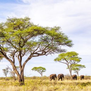 A photo showing a group of elephants walking across the landscape filled with trees