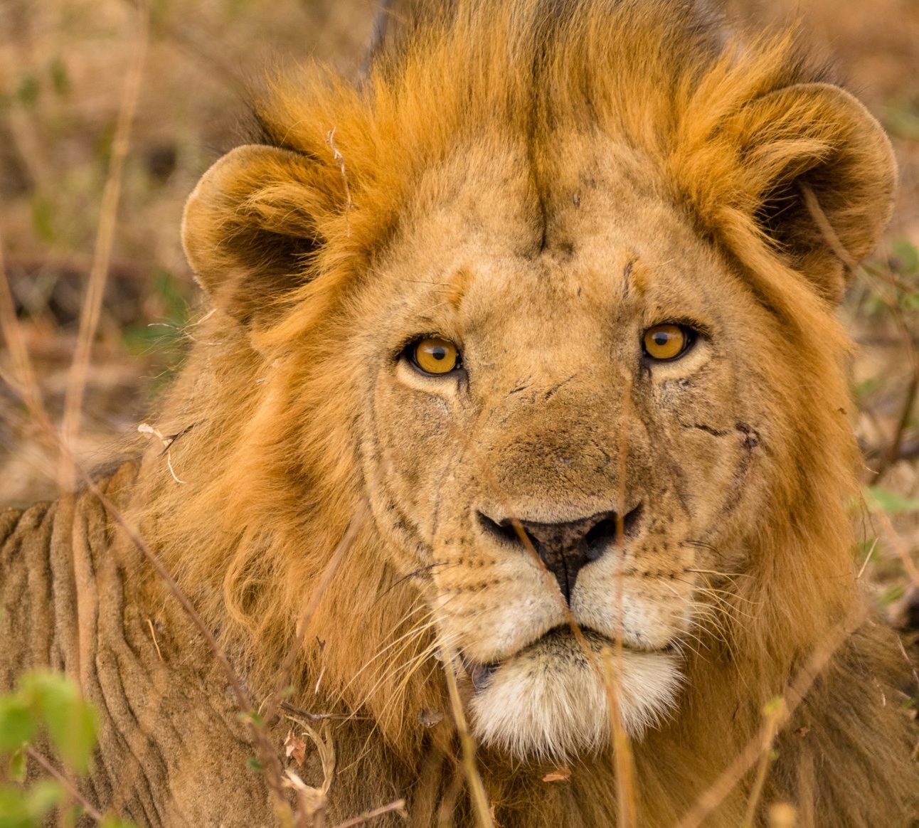 A close-up photo of a wild lion lying in long grass which is almost the same golden colour as his mane. He has visible scars on his face