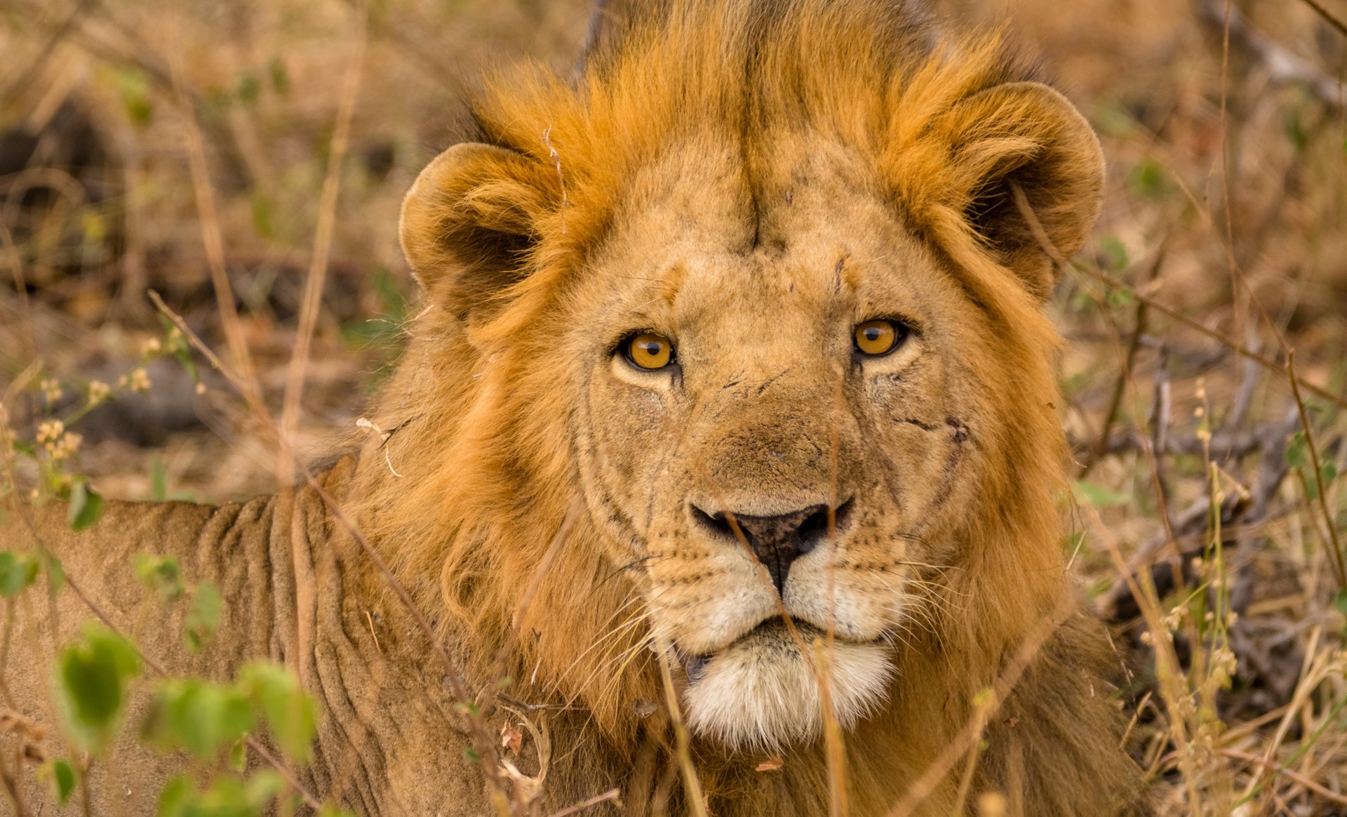 A close-up photo of a wild lion lying in long grass which is almost the same golden colour as his mane. He has visible scars on his face