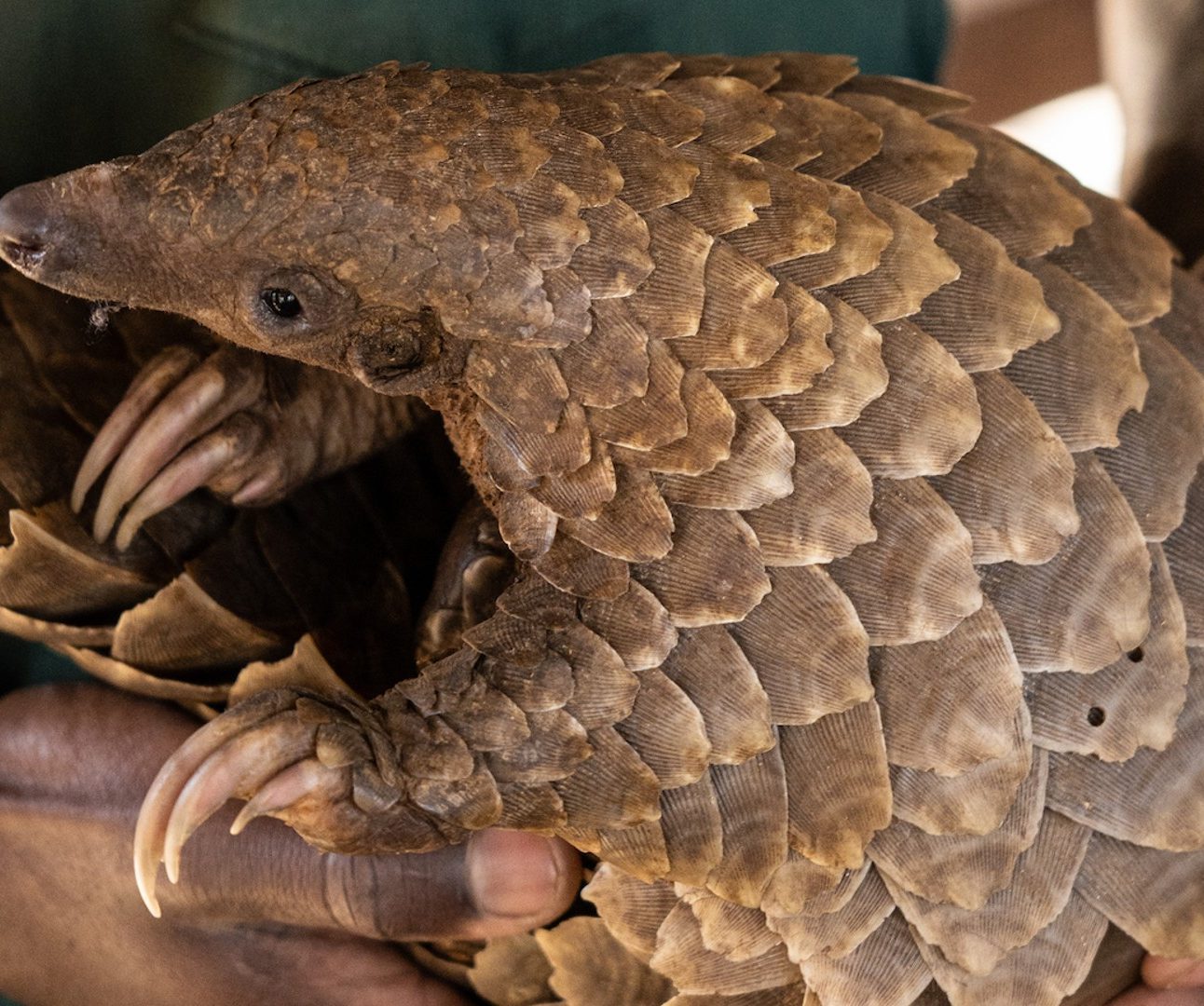 A close-up image of a pangolin being carried