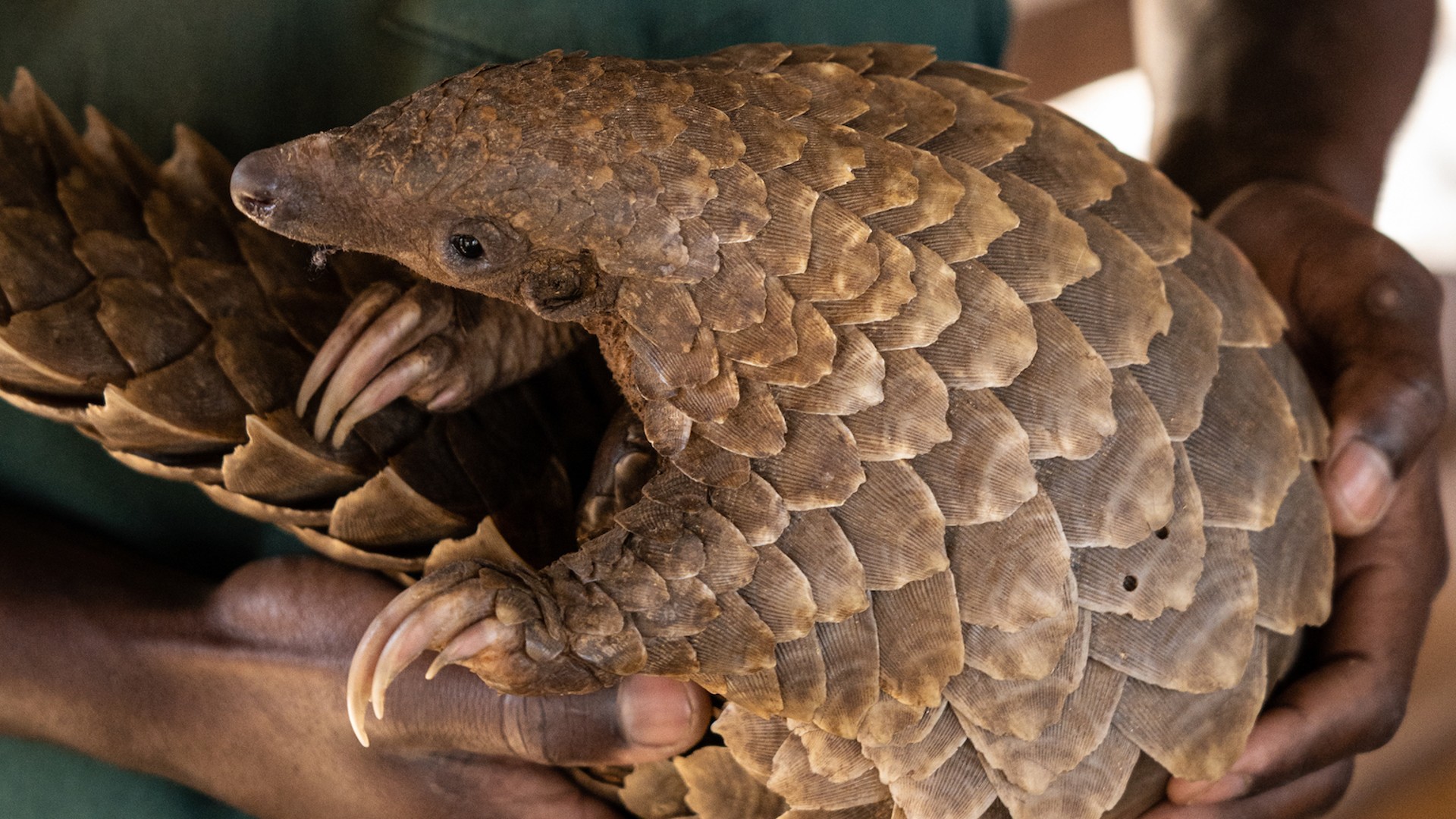 A close-up image of a pangolin being carried