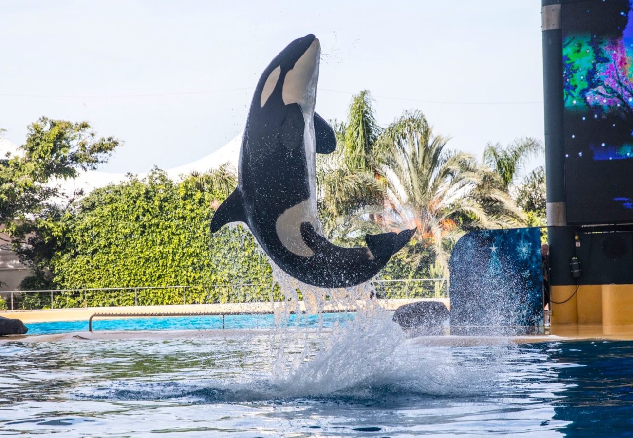 A photo of an orca leaping backwards out of a pool as part of a show.