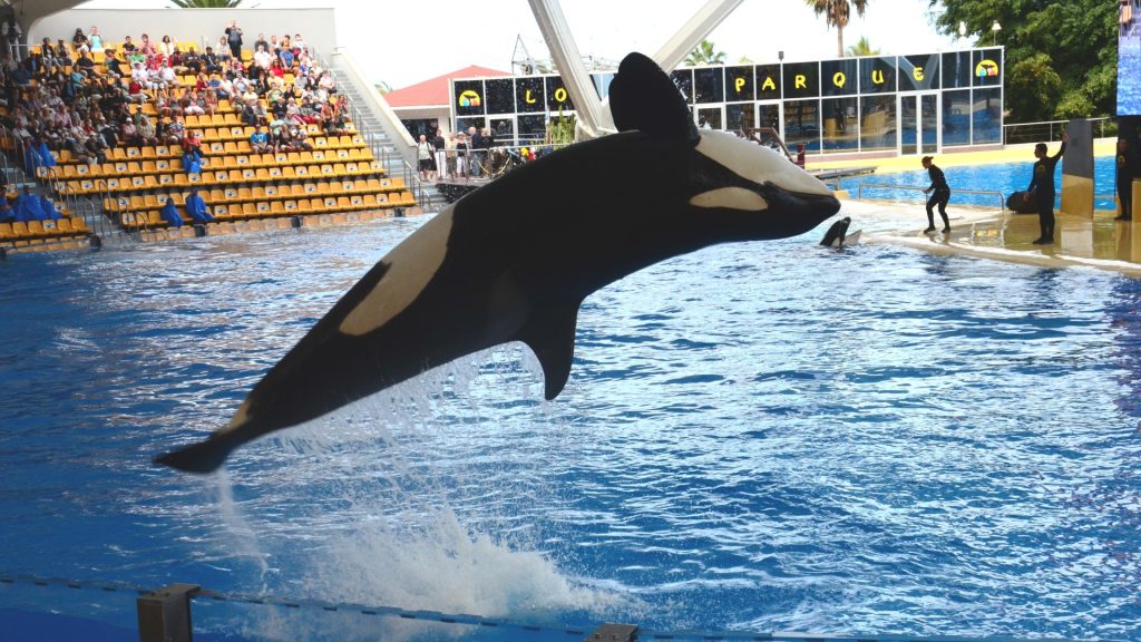 A photo of an orca leaping backwards out of a pool, in front of an audience.