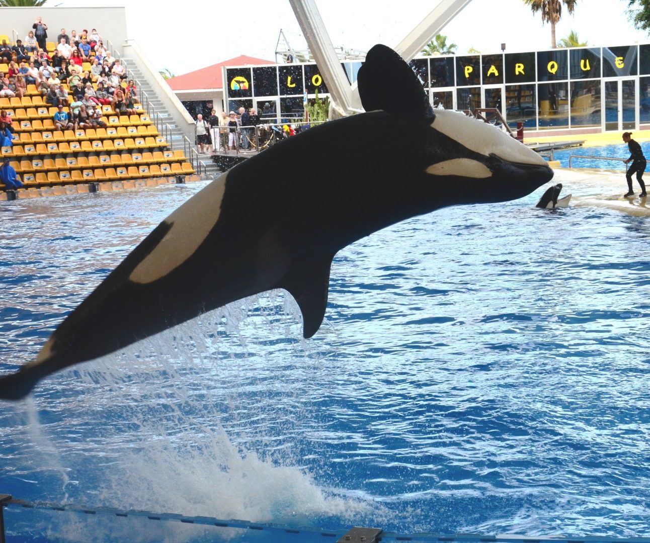 A photo of an orca leaping backwards out of a pool, in front of an audience.