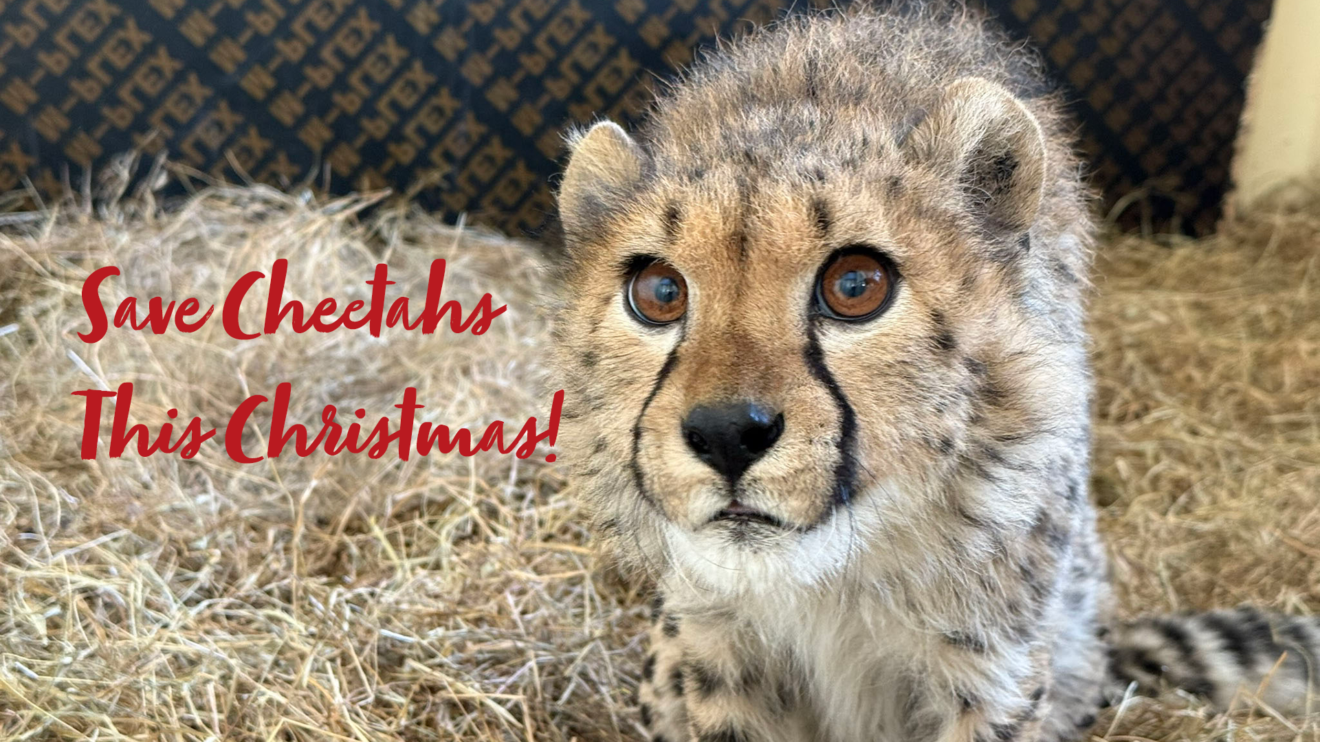 A young cheetah cub looks pleadingly at the camera, text reads Save Cheetahs This Christmas