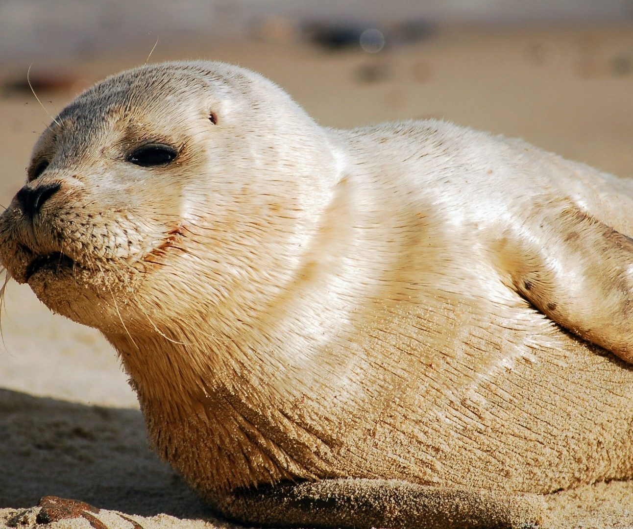 A seal pup lying on a sandy beach