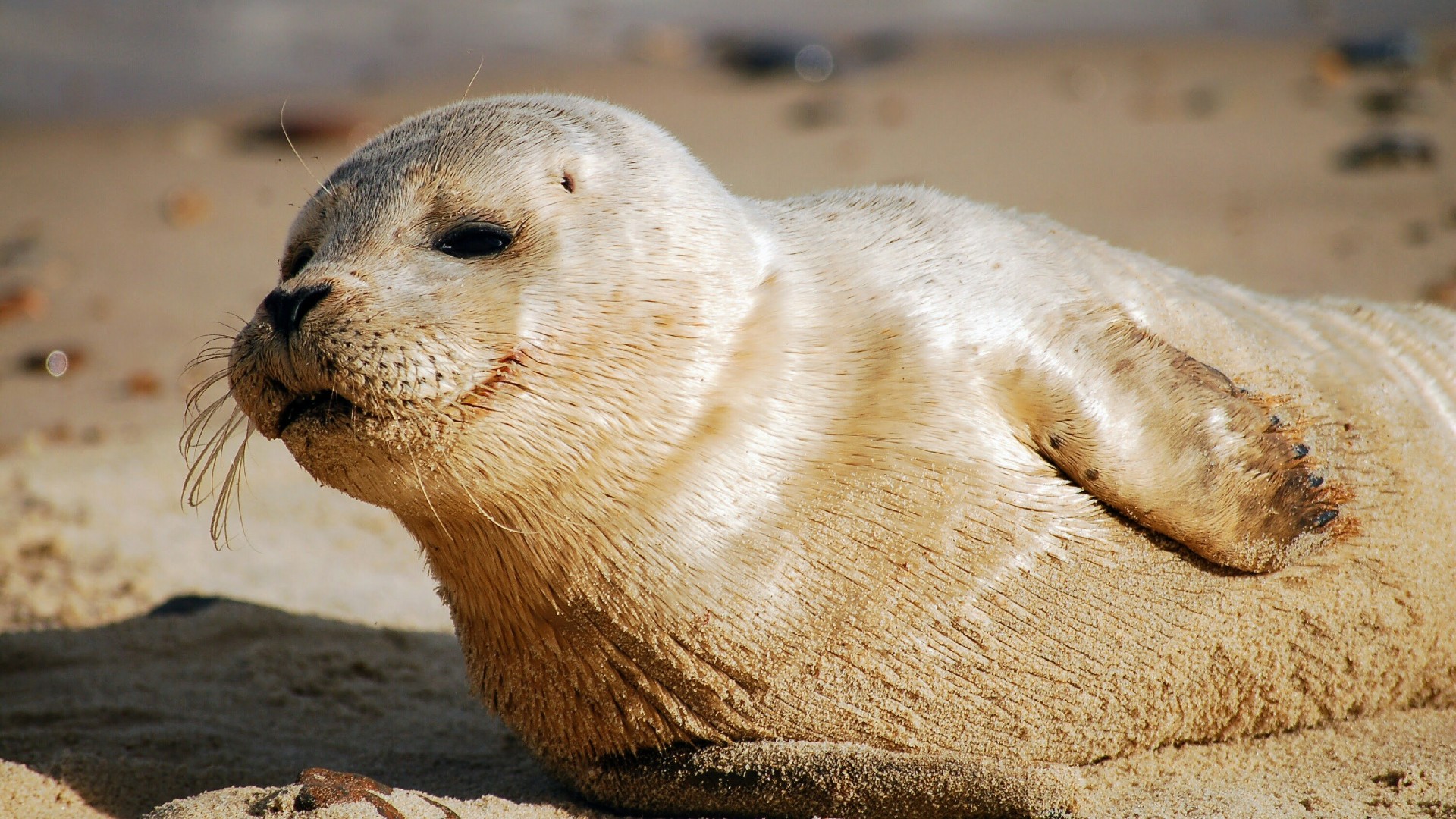 A seal pup lying on a sandy beach