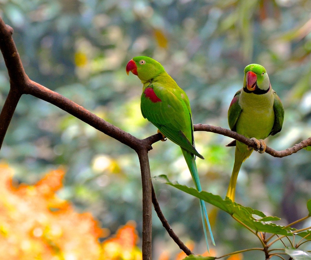 Two wild green parrots perched on a tree branch in the rainforest