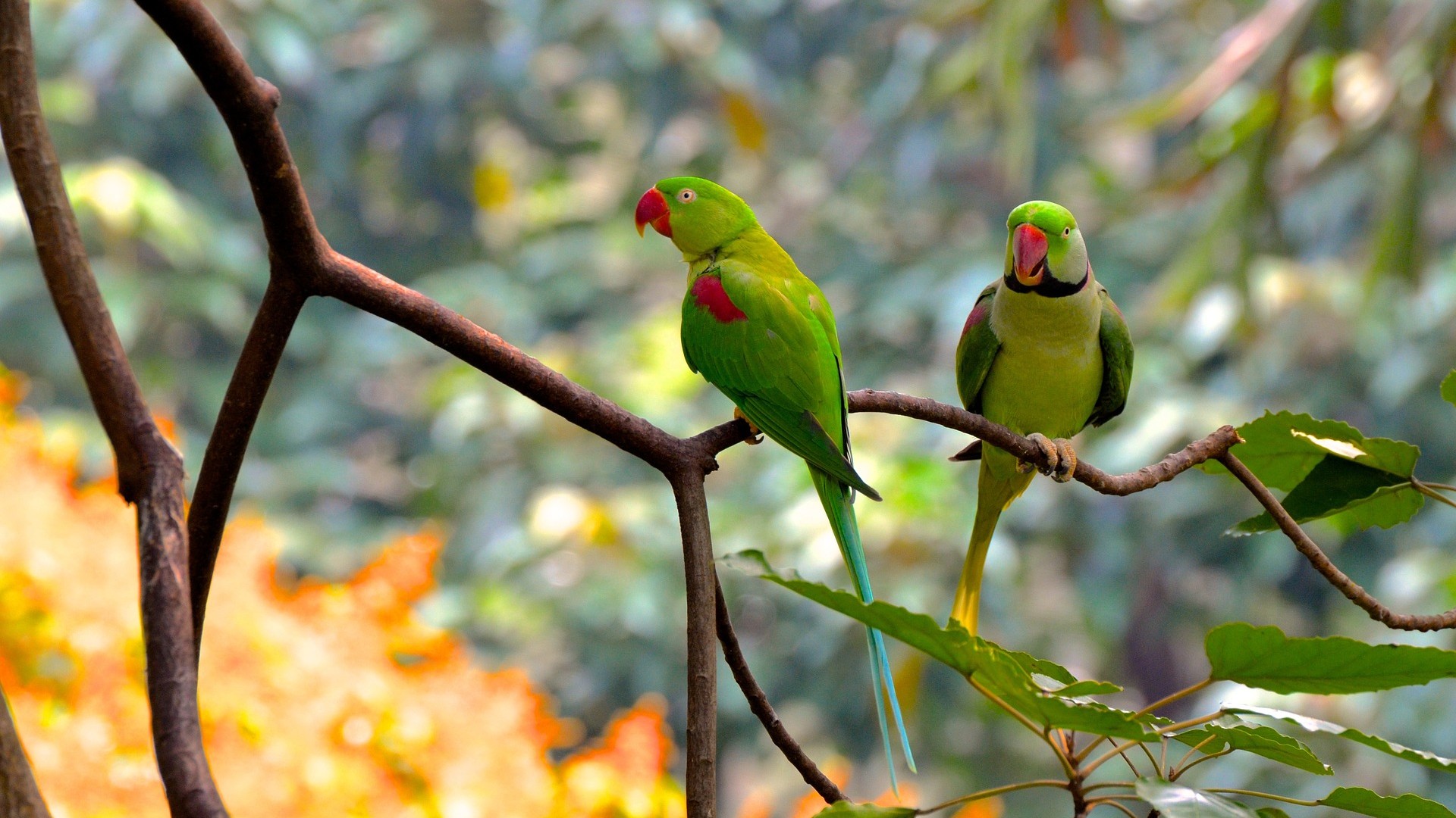 Two wild green parrots perched on a tree branch in the rainforest